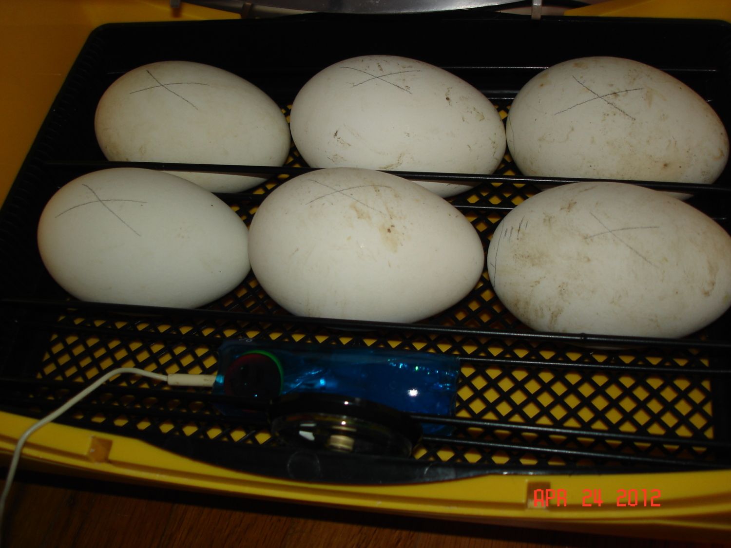 Сколько можно хранить гусиные яйца. Инкубатор Теплушка гусиные яйца. Гусиные яйца в инкубаторе. Инкубация гусиные гусиные яйца. Инкубация гусиных яиц, яиц.