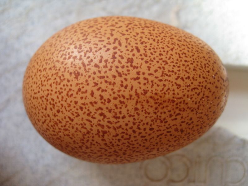 Куриное яйцо тест. Вельзумер яйцо. Куры вельзумер яйца. Вельзумер порода кур яйца. Вельзумер цвет яйца.
