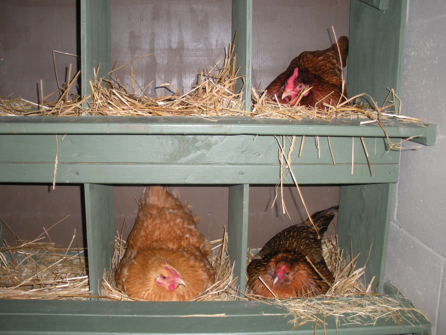 Можно ли под курицу подложить. Гнезда для курей. Гнёзда в курятнике для кур. Гнёзда для курей несушек. Гнезда для несушек.