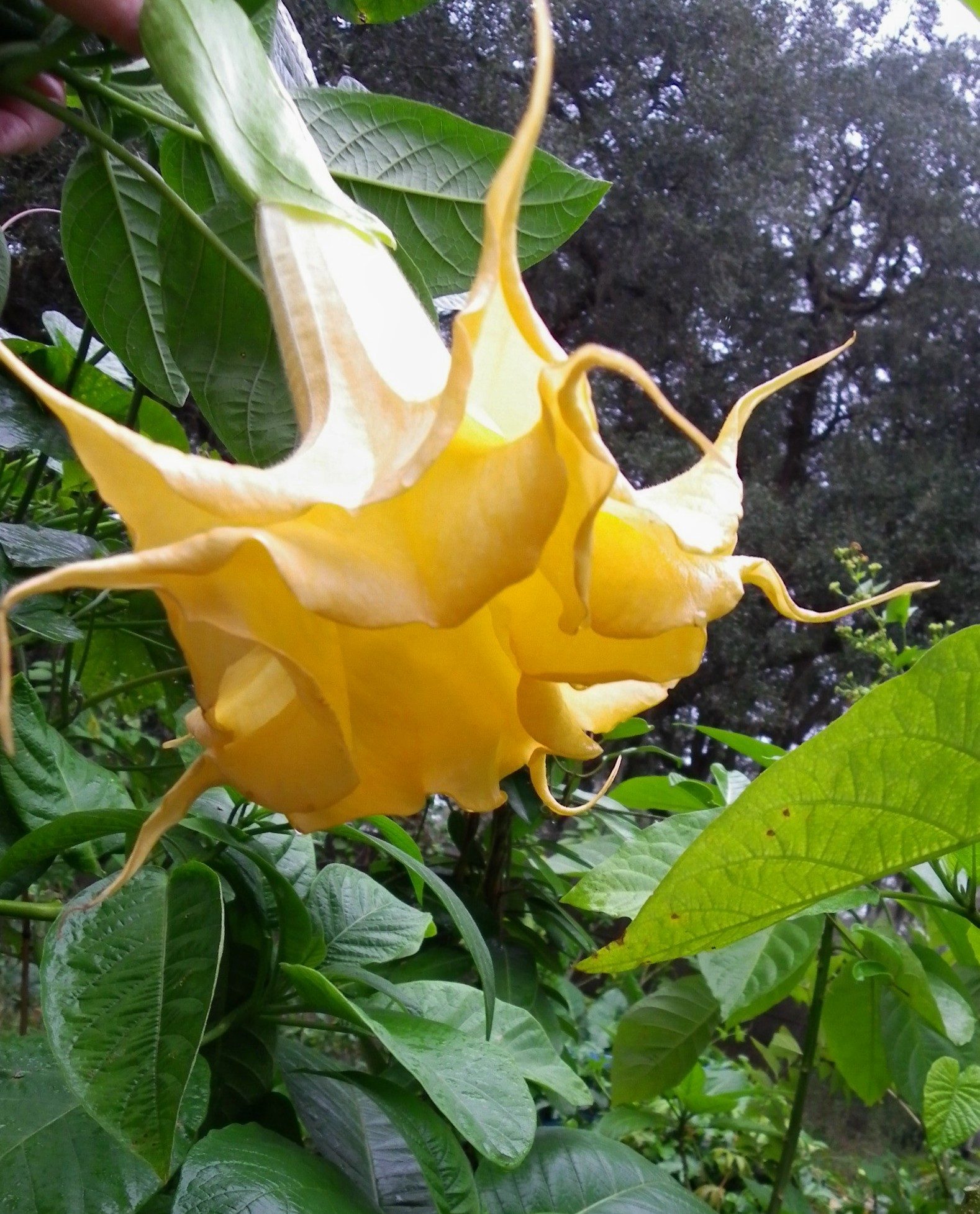 LL