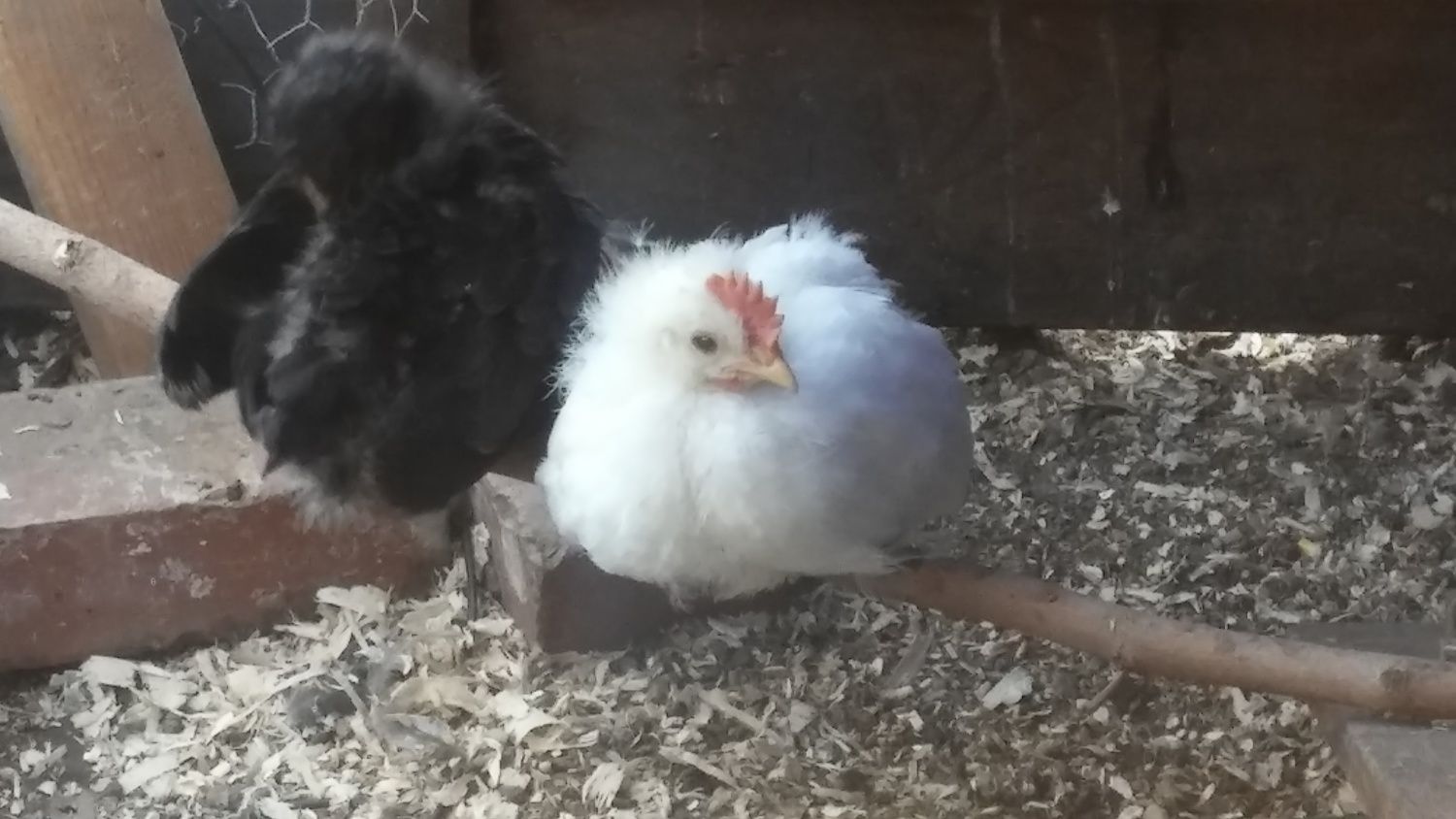 4.5 Week Old Sapphire (Super Blue Egg Layer) Cockerel or Pullet? - Page 2