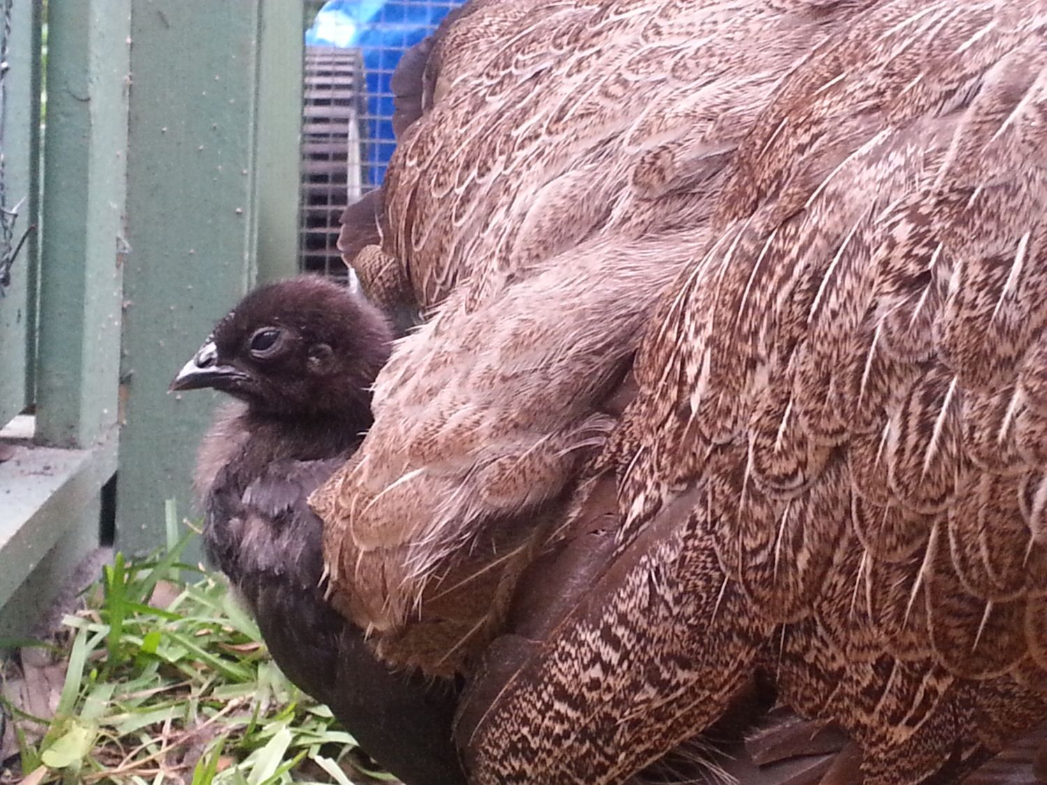 AYAM CEMANI - Pure Black chicken, inside and out!