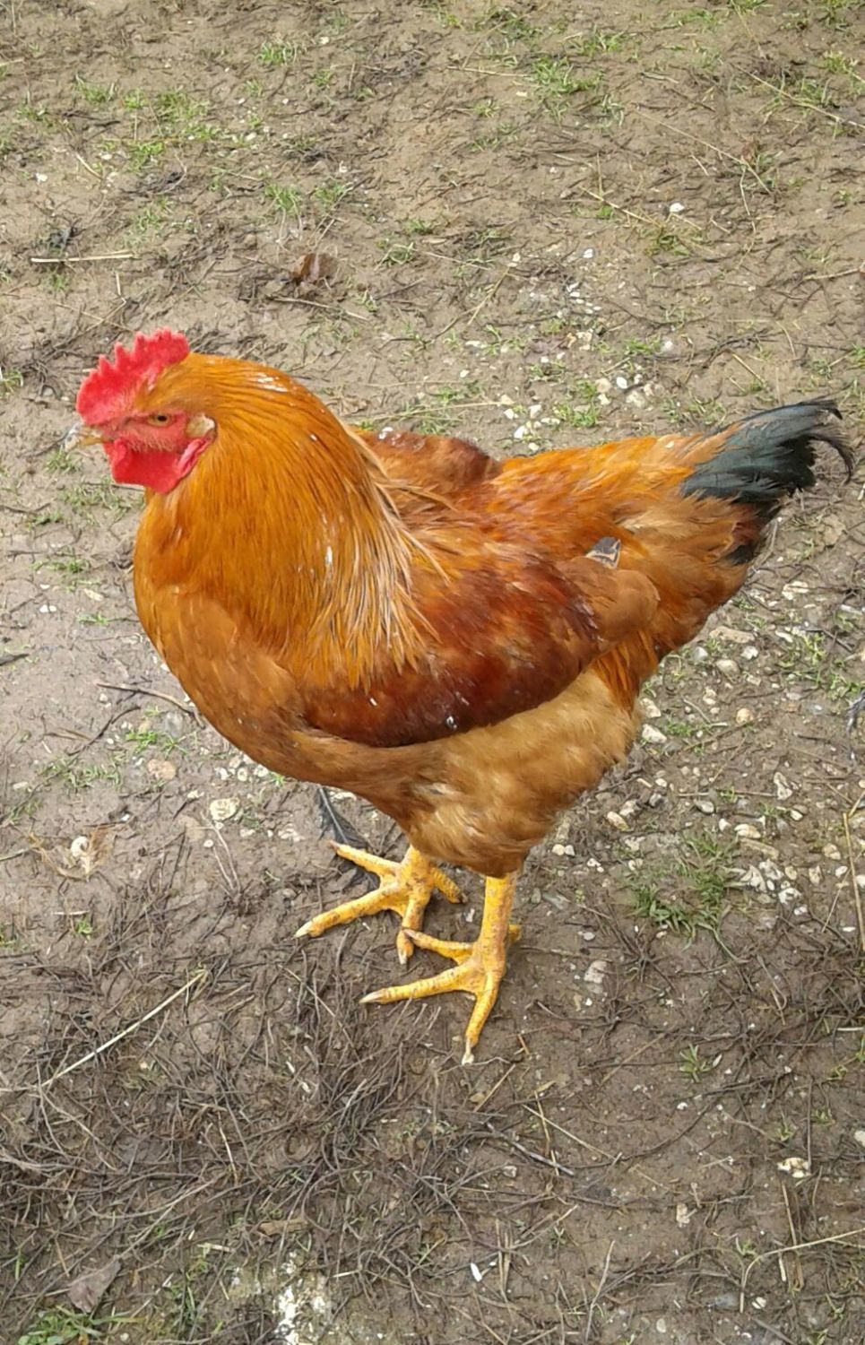 is he a new hampshire rooster?