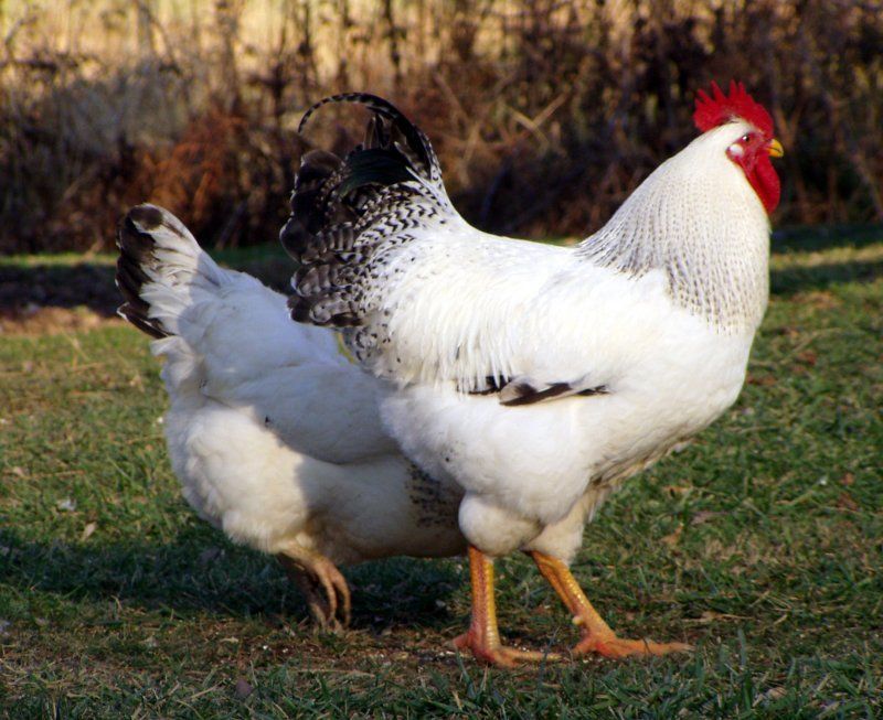 Delaware BackYard Chickens