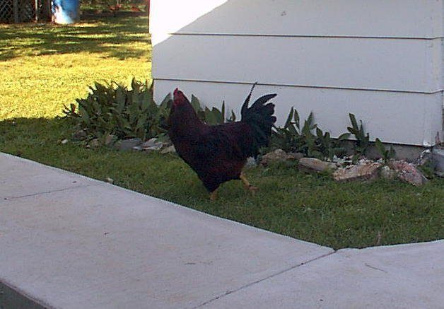 Buckeye | BackYard Chickens