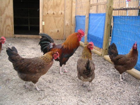 Welsummer Partridge Black Red | BackYard Chickens - Learn How to Raise ...