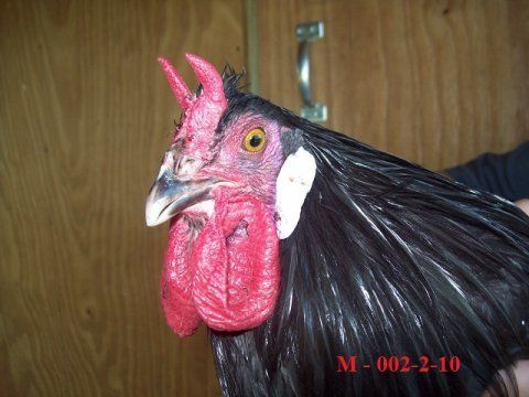 La Fleche Black Backyard Chickens Learn How To Raise Chickens