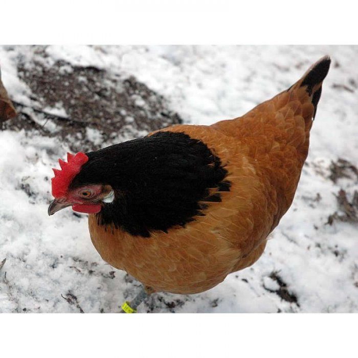 Vorwerk  BackYard Chickens - Learn How to Raise Chickens