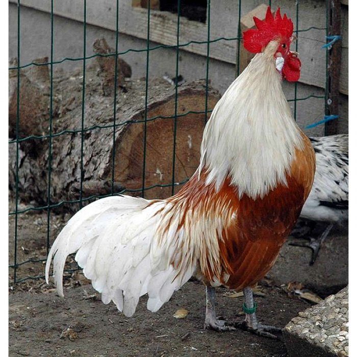 Vorwerk White Buff White  BackYard Chickens - Learn How to Raise