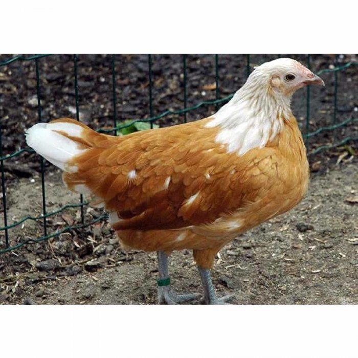 Vorwerk White Buff White  BackYard Chickens - Learn How to Raise Chickens