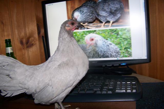 LL
