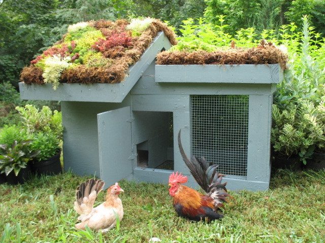 37 Chicken Coop Designs and Ideas: Living Roof Coop | Raising Chickens In Your Homestead | The Ultimate Guide