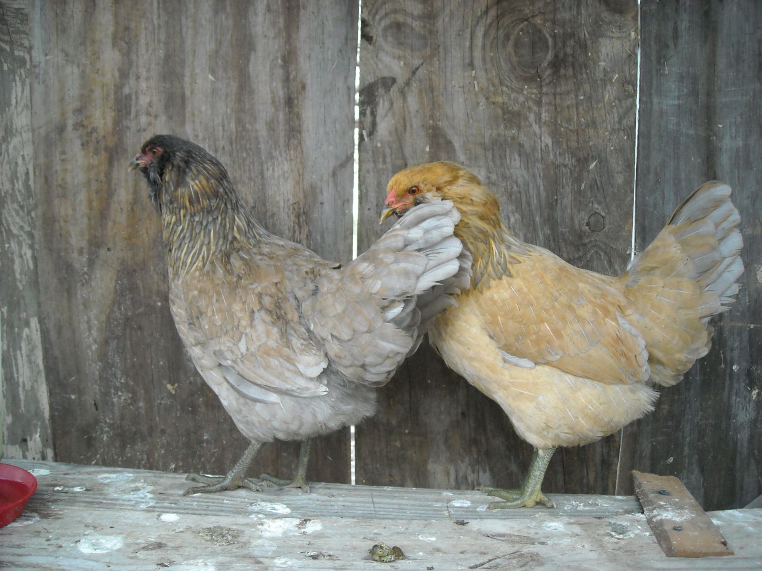 Are these Ameraucana chickens? | BackYard Chickens - Learn ...