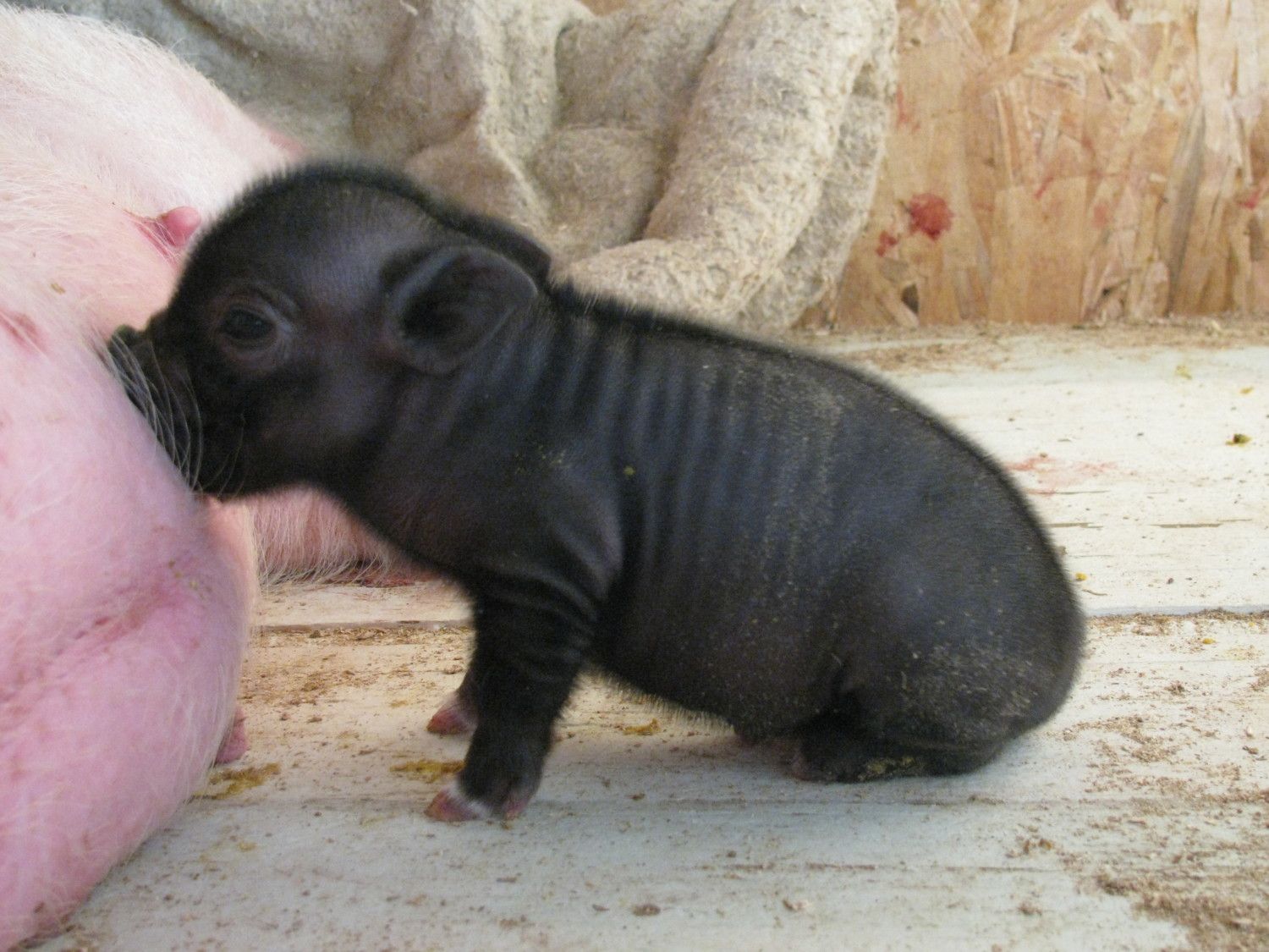 baby potbelly