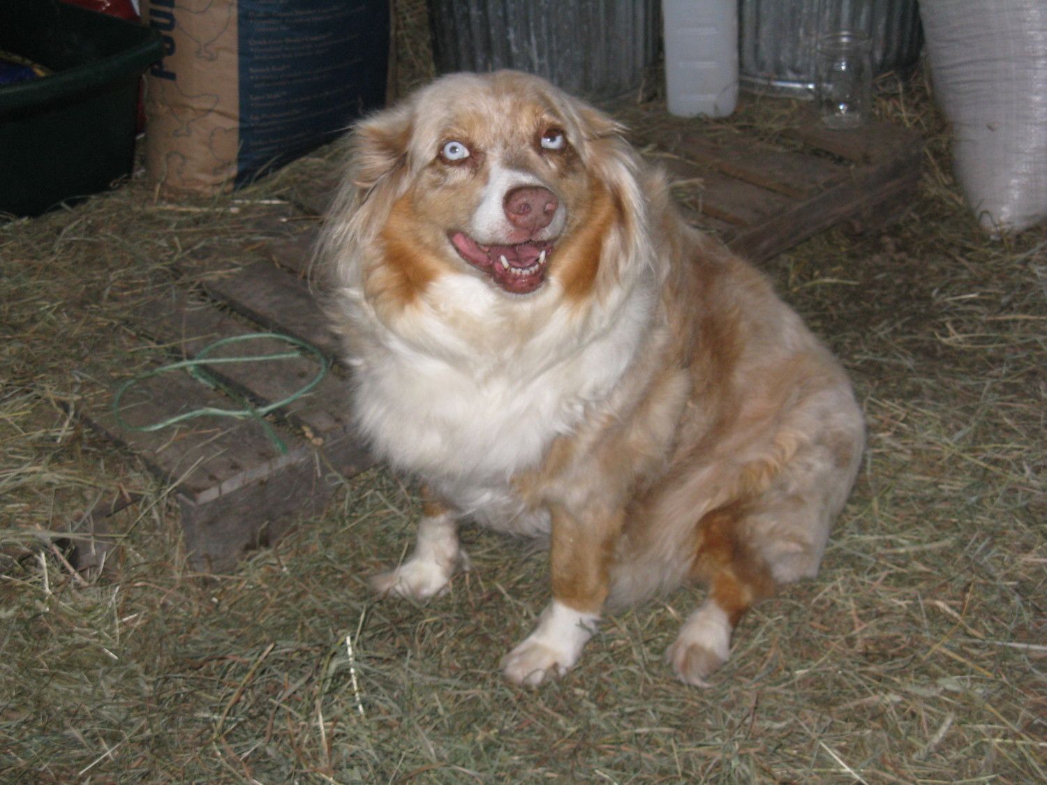 fat australian shepherd