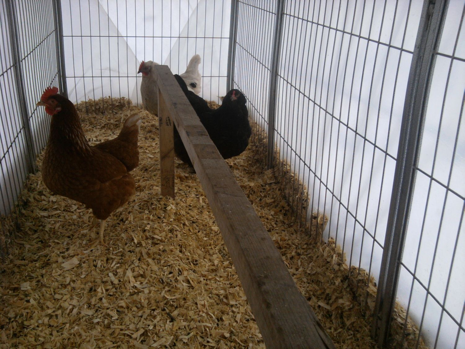 Winter greenhouse BackYard Chickens Learn How to Raise Chickens