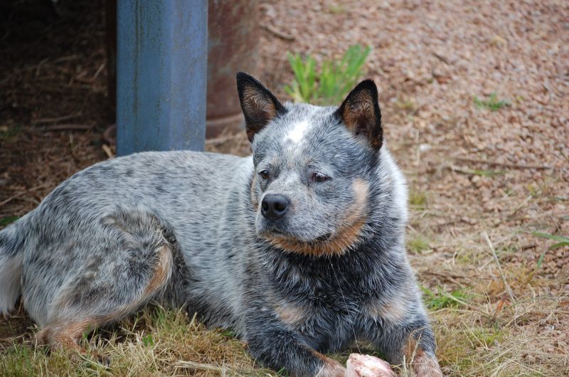 bentley mark cattle dog