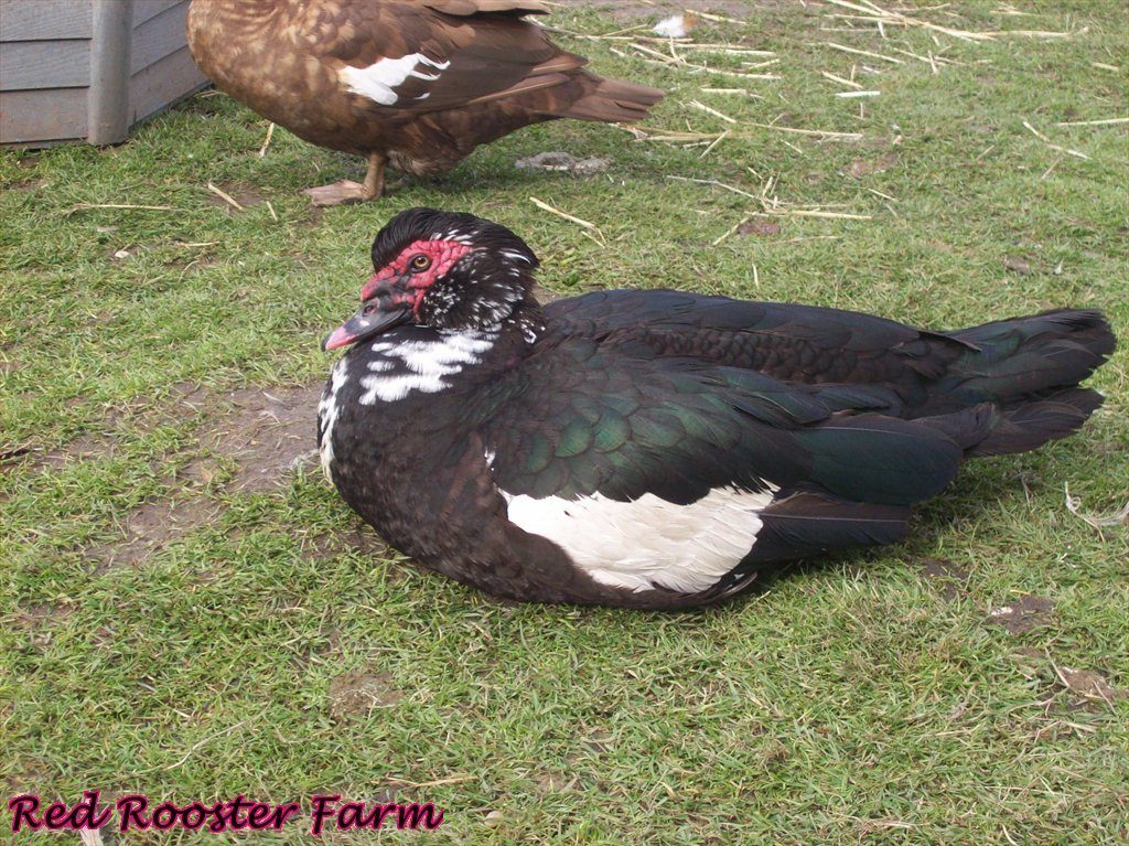 AUCTION~ 10 Muscovy Duck Eggs- ALL COLORS! Ends 2-6-12 at 6pm PST