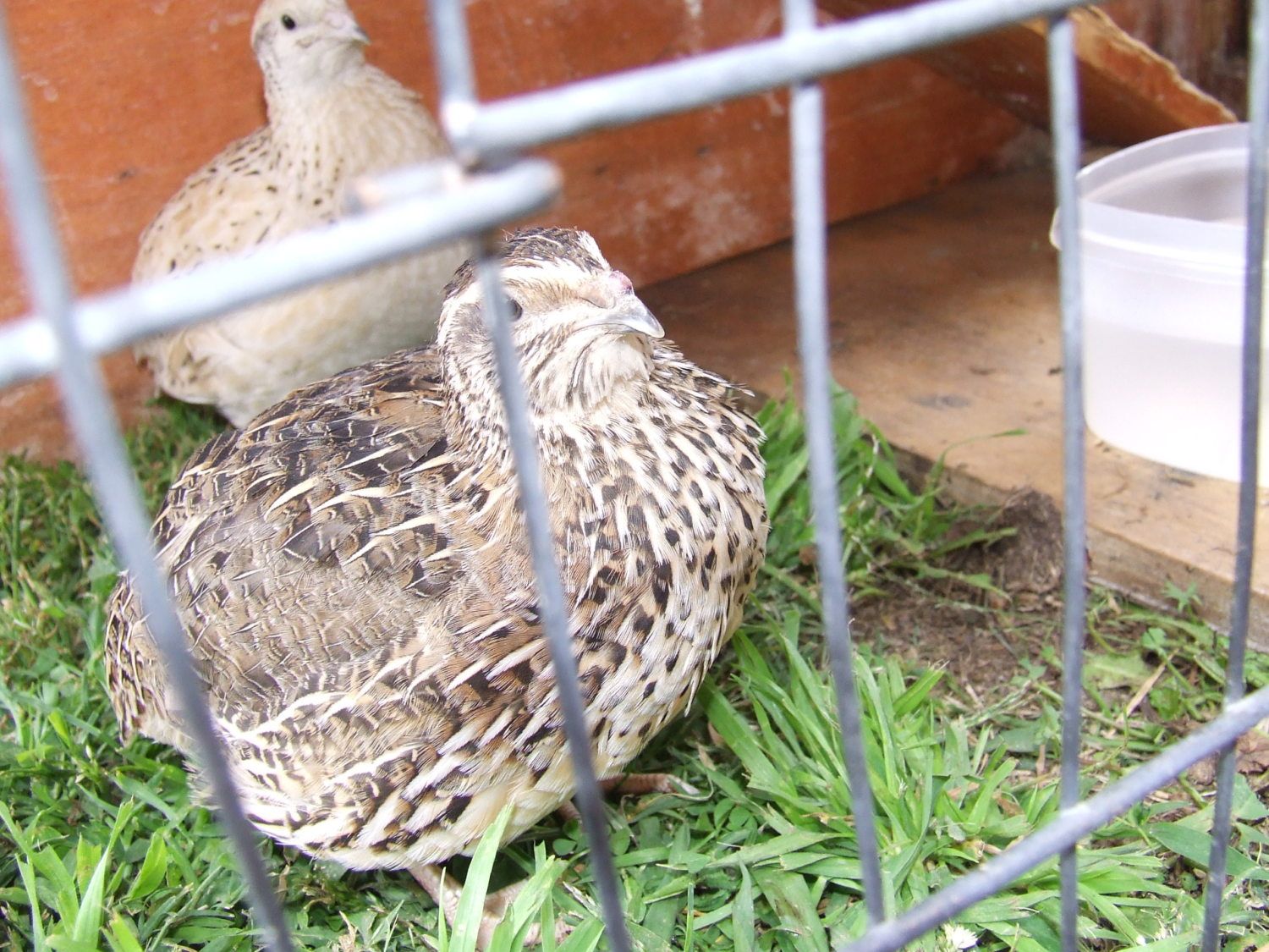 Are My Coturnix Quail A Male Or Female Backyard Chickens Learn How To Raise Chickens
