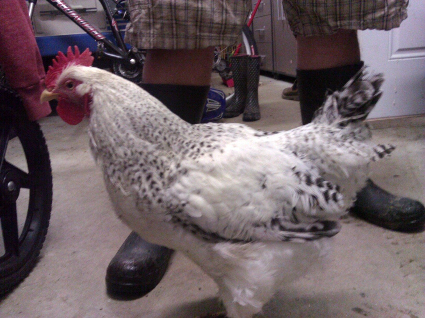 Delaware Rooster Vs Hen  
