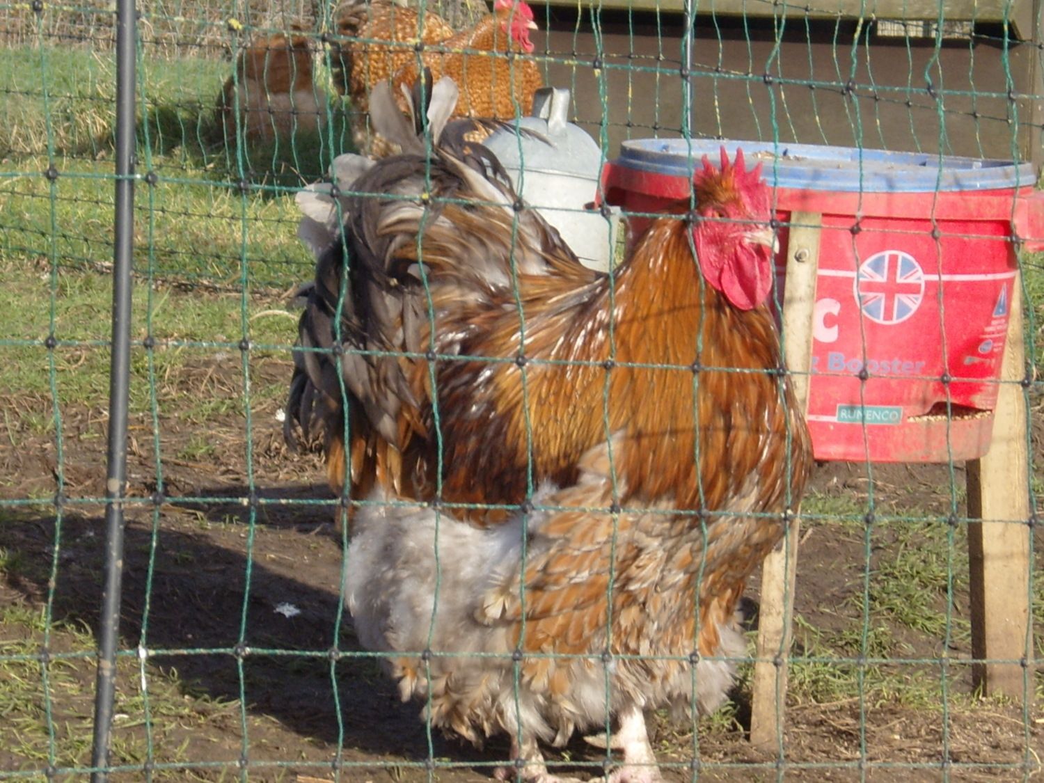 LL