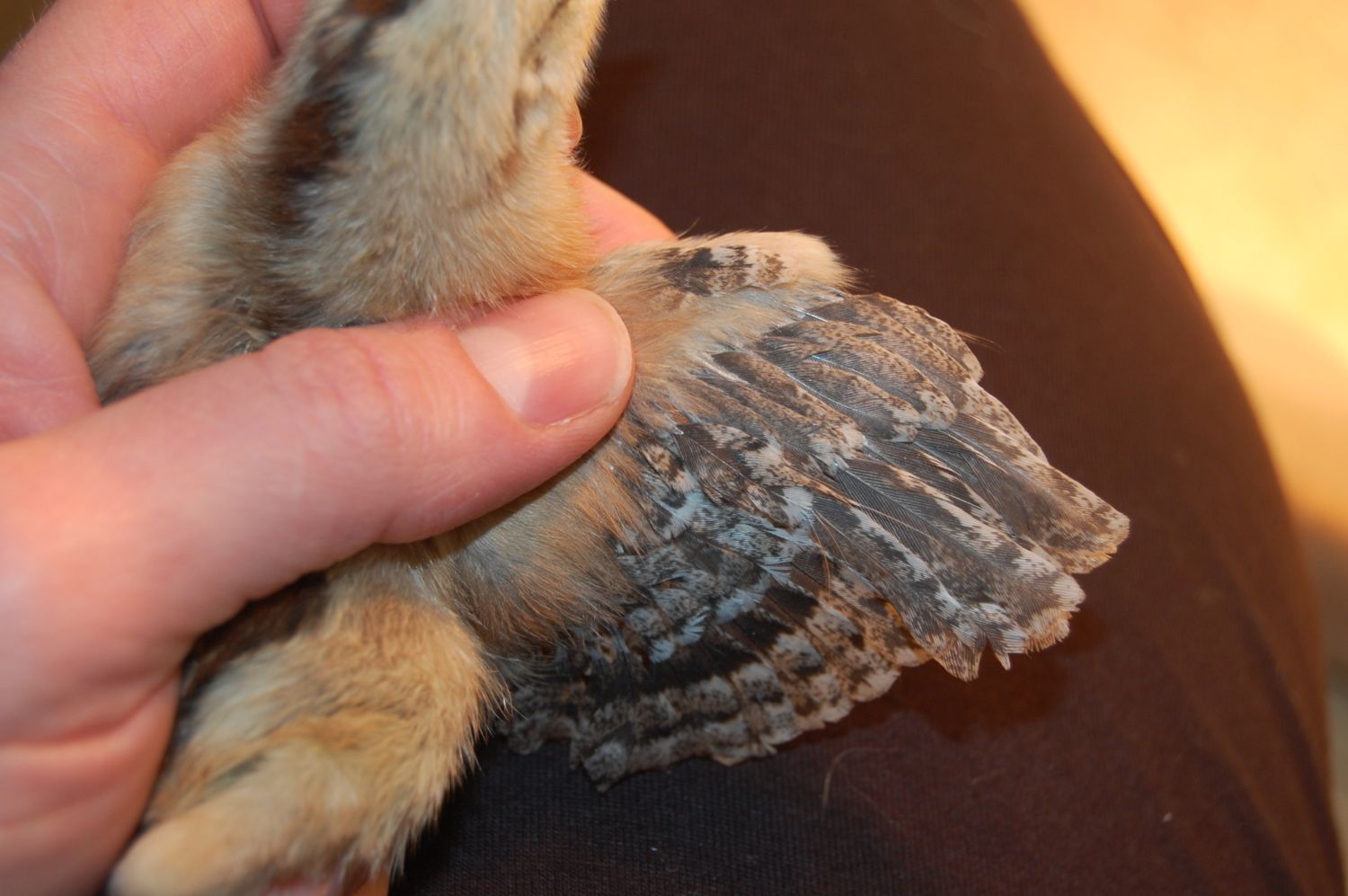 Why isn't feather sexing accurate? *pics* | Page 3 | BackYard Chickens