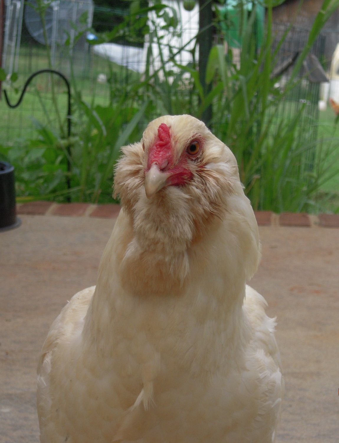 White Ameraucana photos? | BackYard Chickens - Learn How to Raise ...