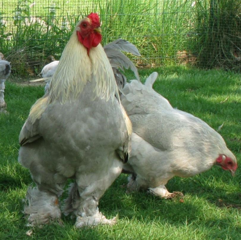 Lavender Brahma!  BackYard Chickens - Learn How to Raise Chickens
