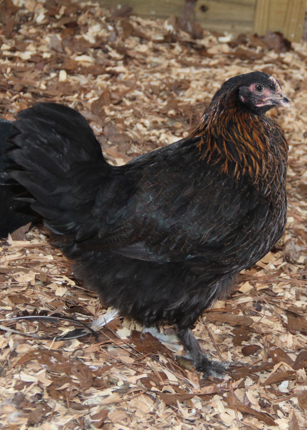 LL