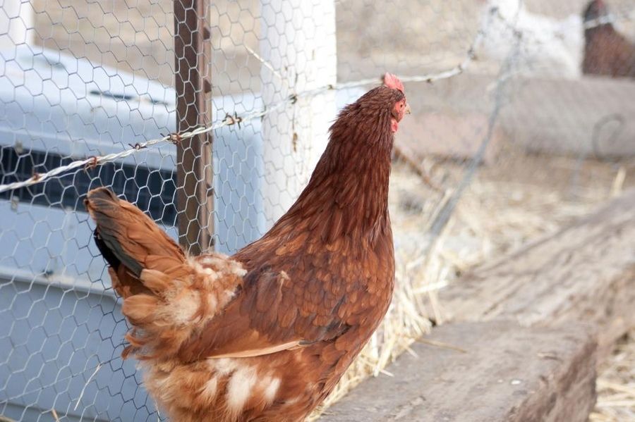South Central Montana Chickens BackYard Chickens Learn How to Raise