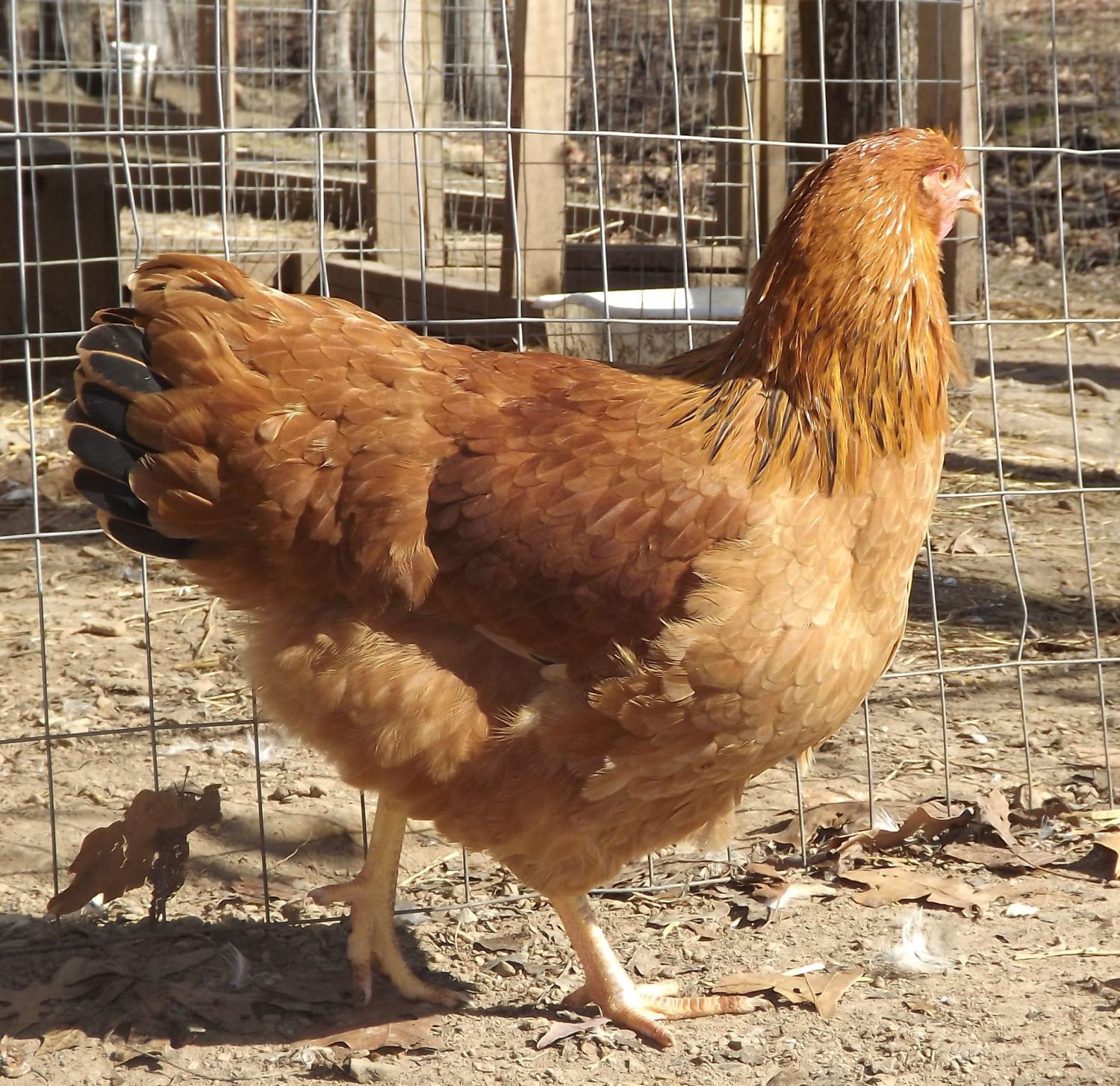 LL
