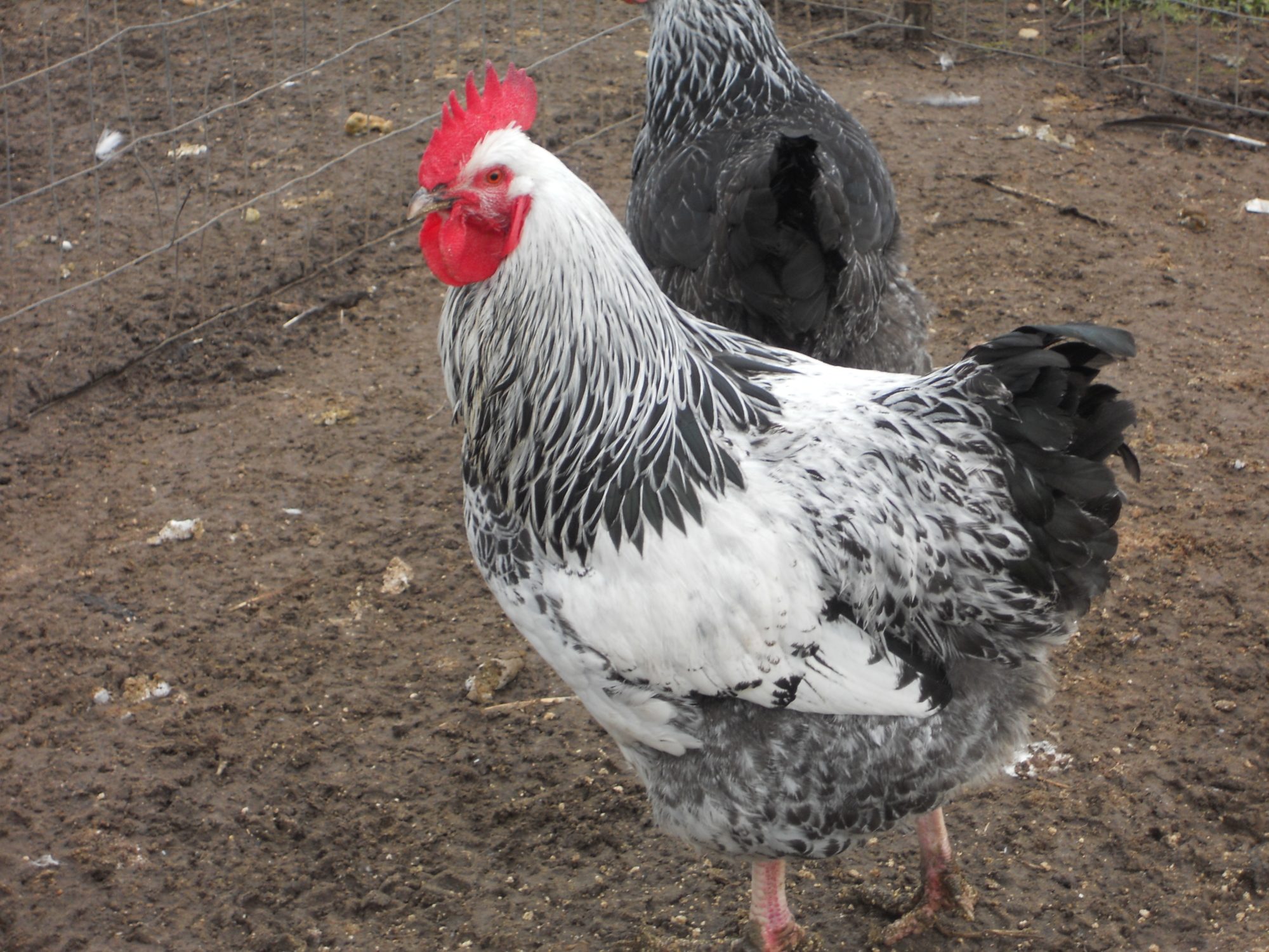 BIN6 silver sussex,4light sussex,4 coronation sussex eggsshipped 40.