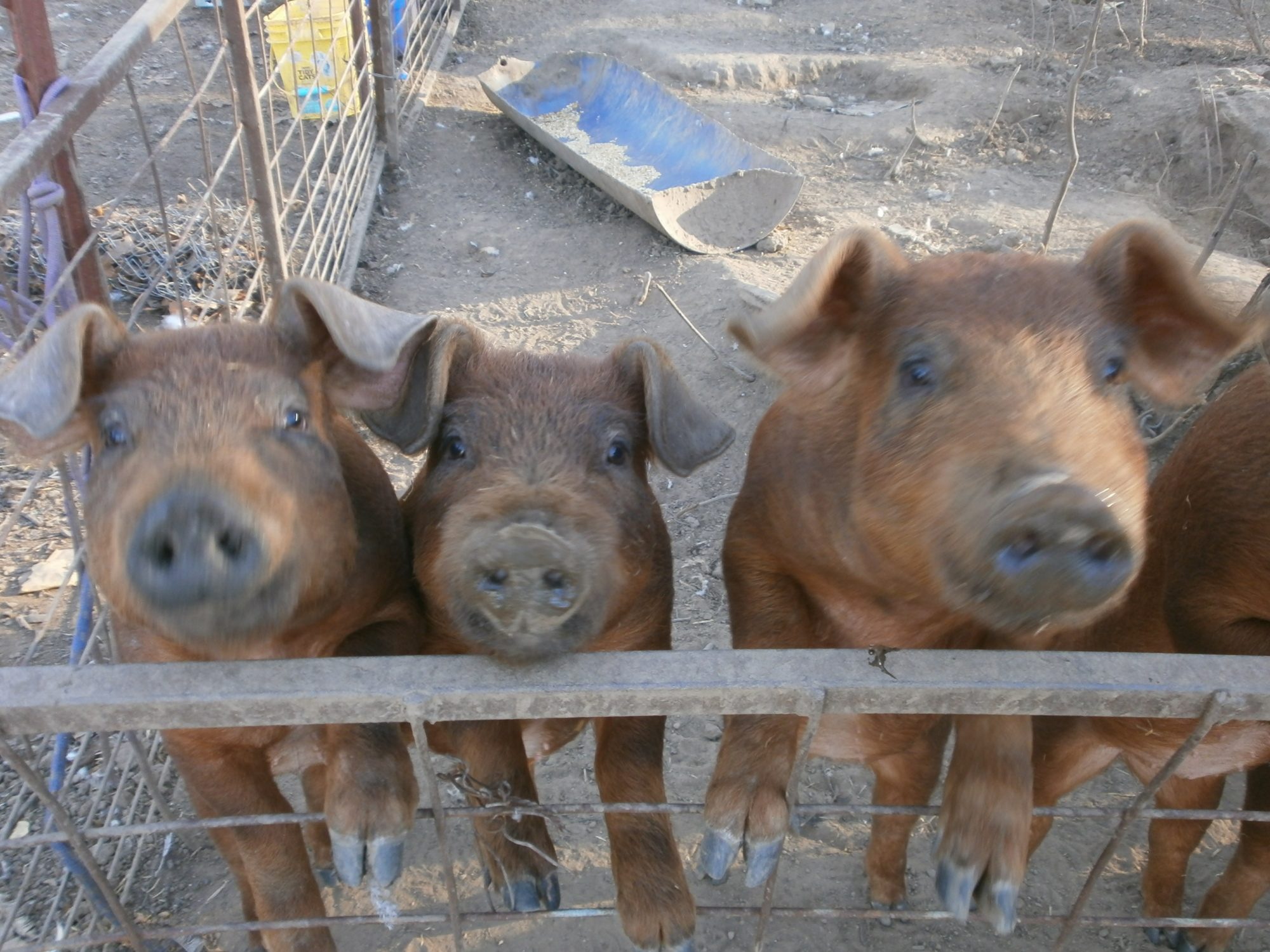 ZC