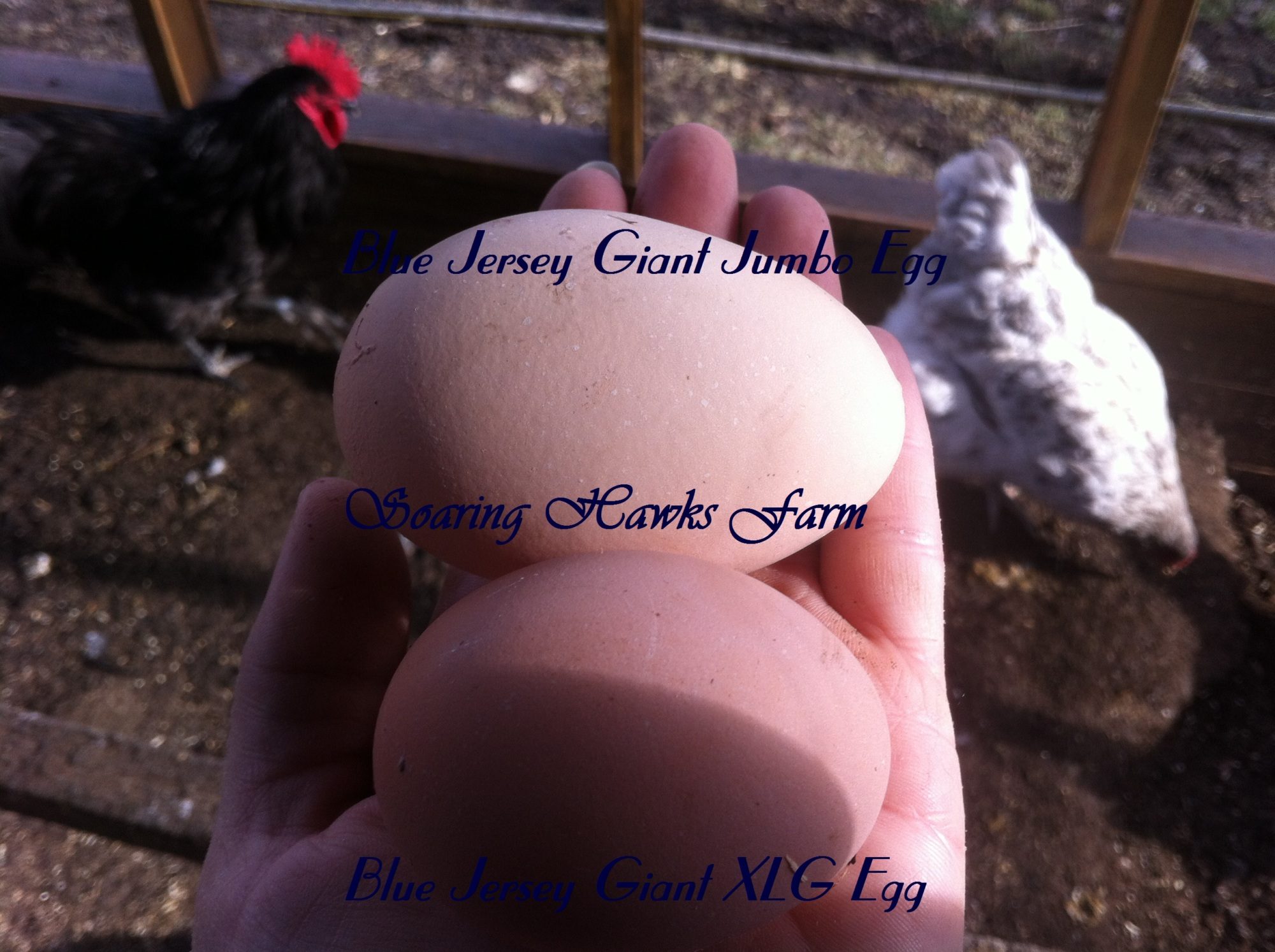 jersey giant chicken egg size