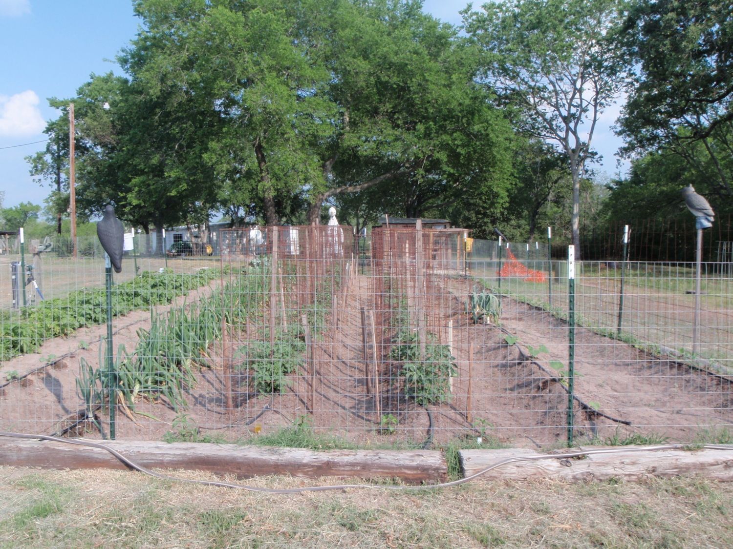 Keeping Free Range Chickens Out Of The Garden Backyard Chickens