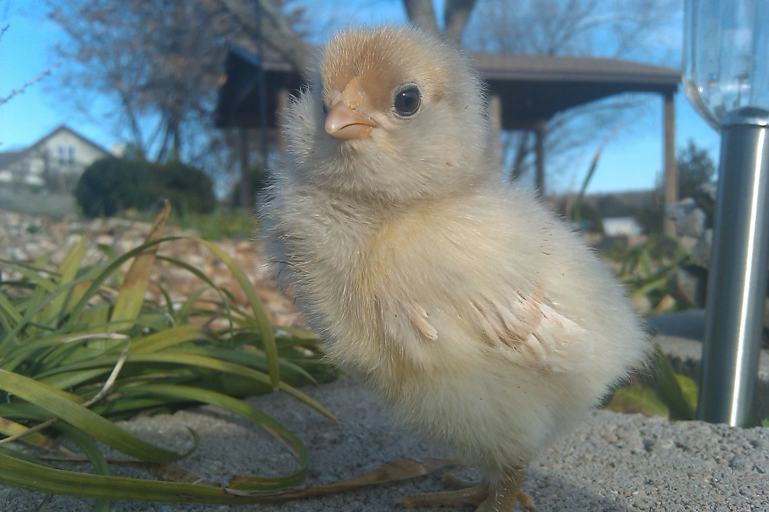 Easter Egger Chicken Colors