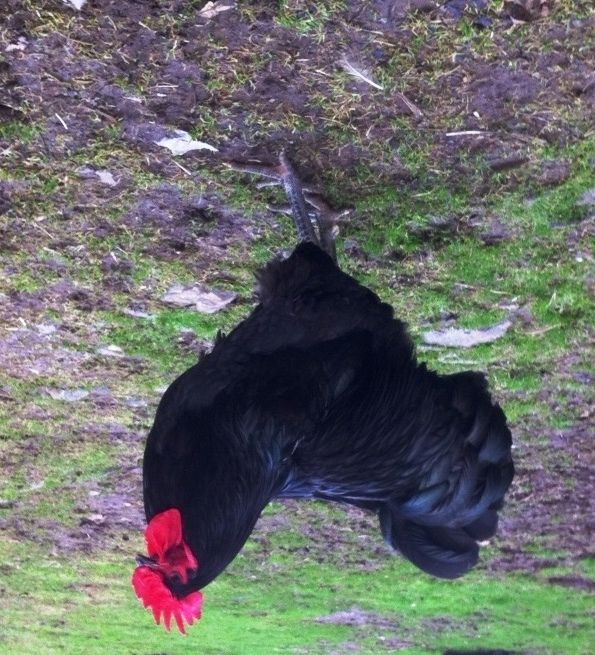 Auction 8 Black Jersey Giant eggs BackYard Chickens