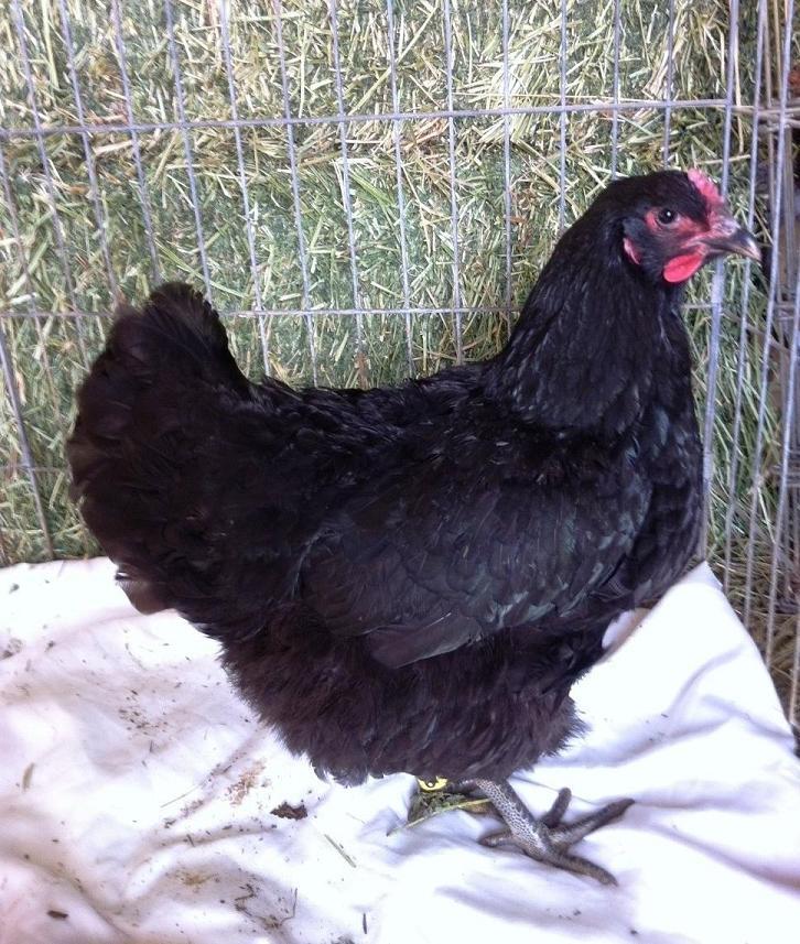 Auction 8 Black Jersey Giant eggs Page 2 BackYard Chickens Learn