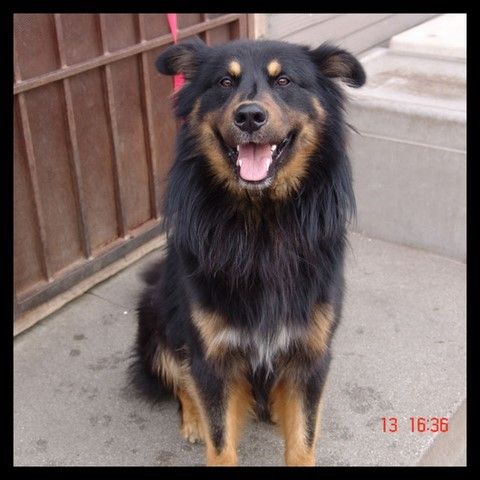 Strangest Dog Breed Mix You ve Seen Page 4 BackYard Chickens