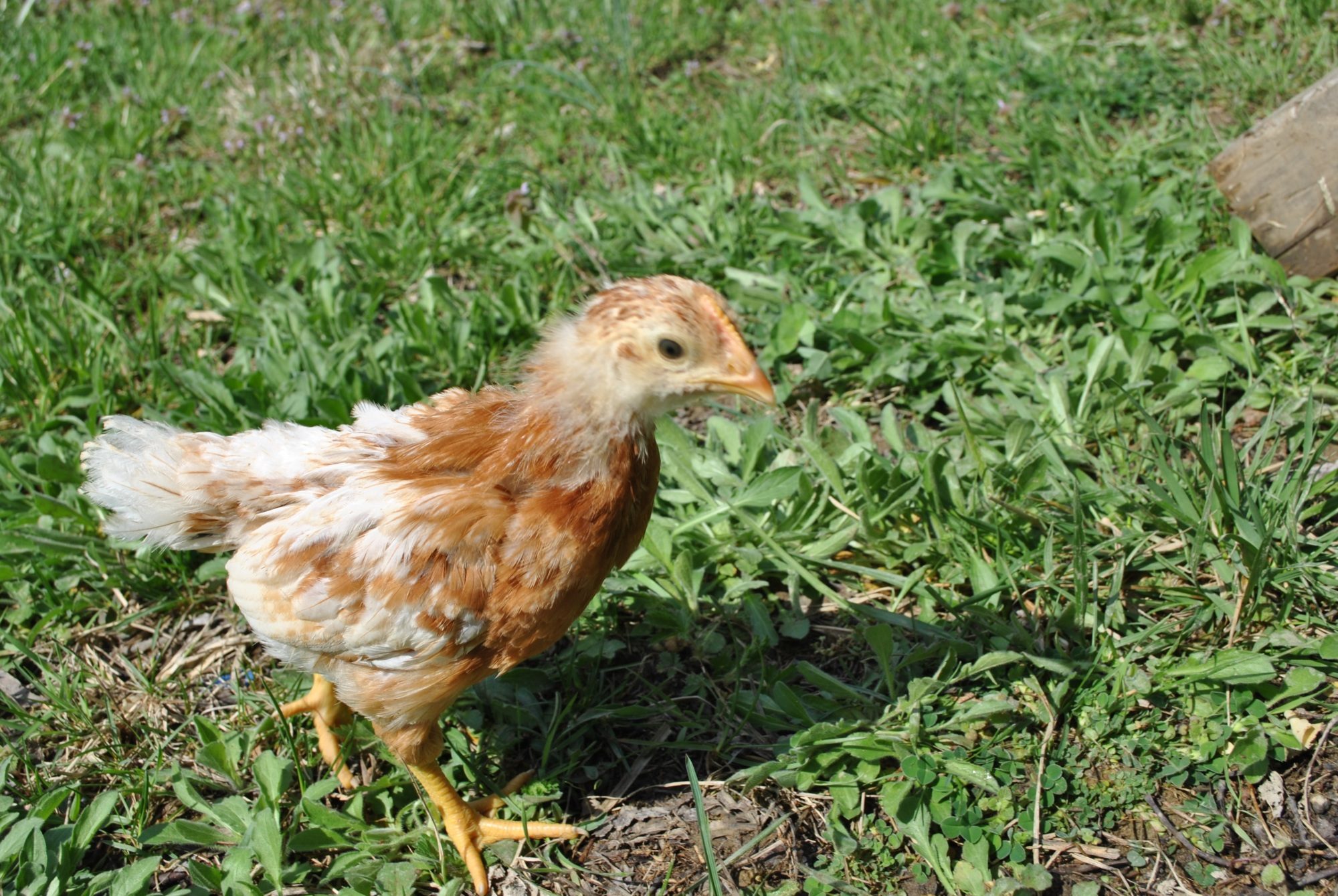 chicks From Rural King What Gender Are They Backyard Free Download