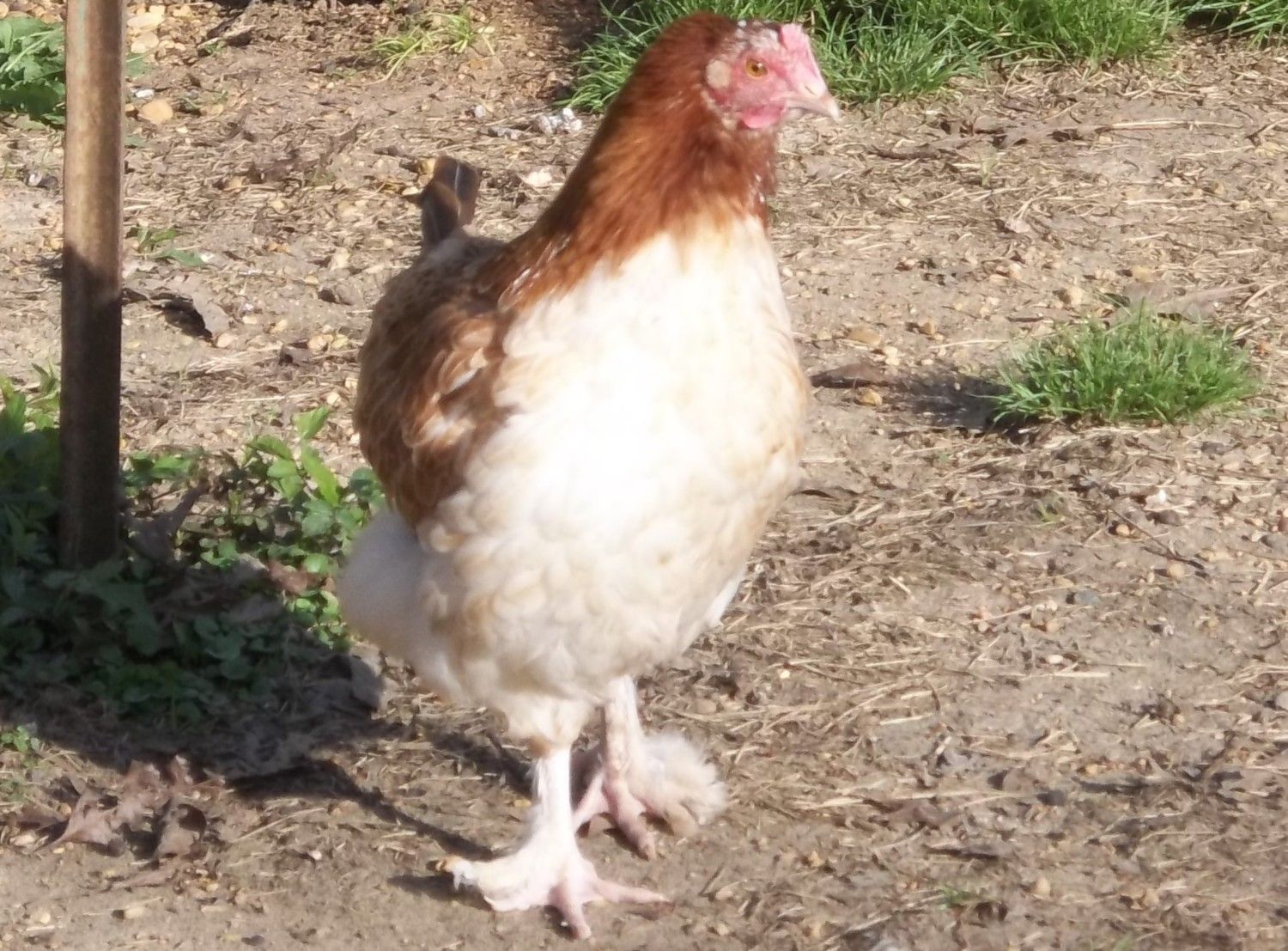 ZC