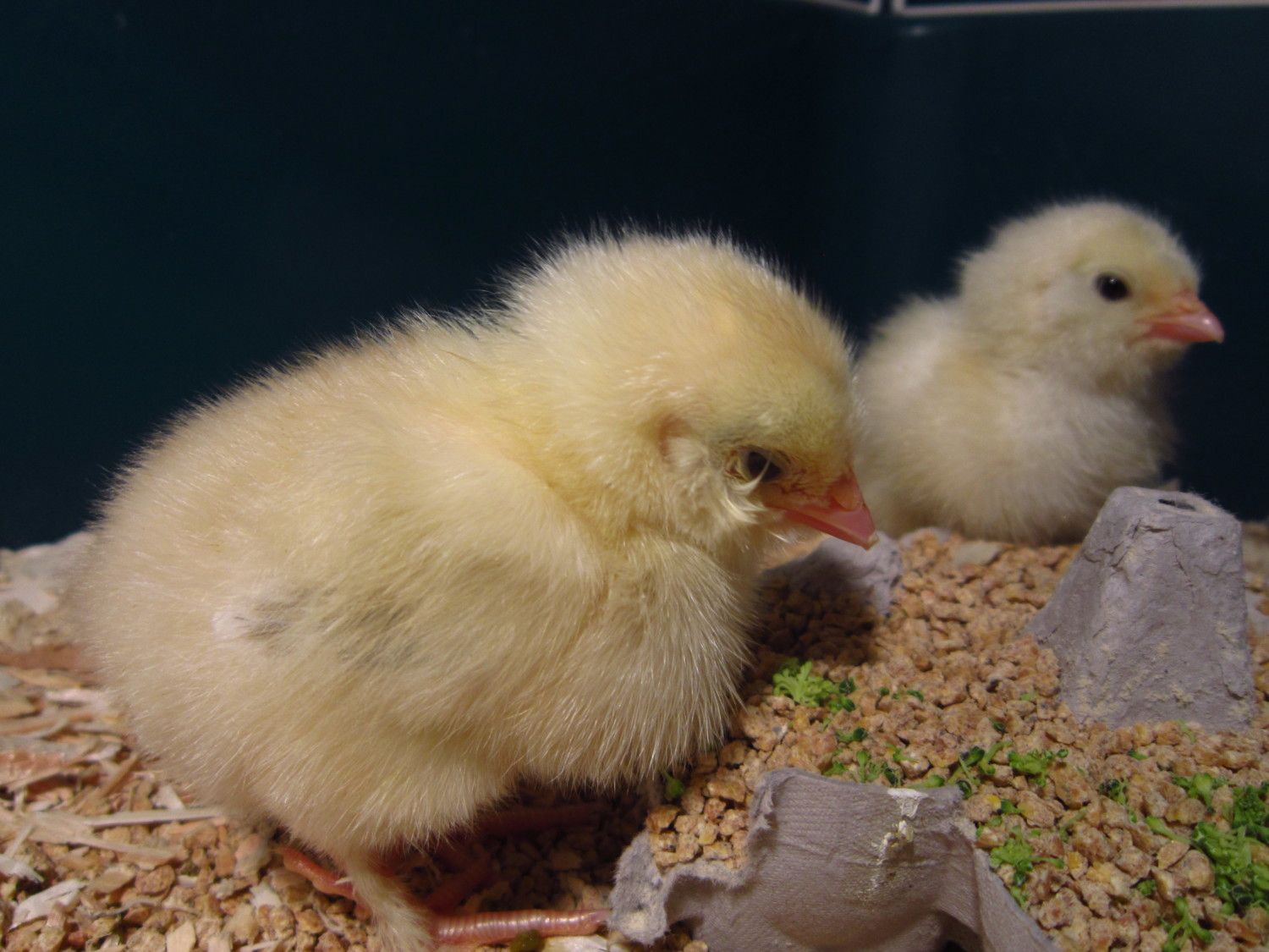 New 3 day old Salmon Faverolle chick with slimy film over eyes