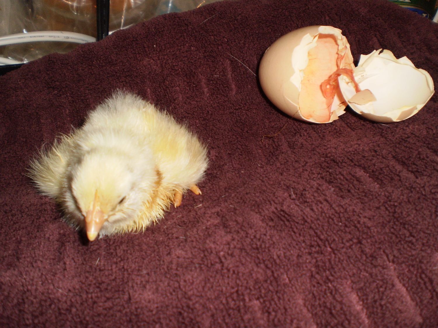 Frying pan and heating pad incubator BackYard Chickens Learn How to