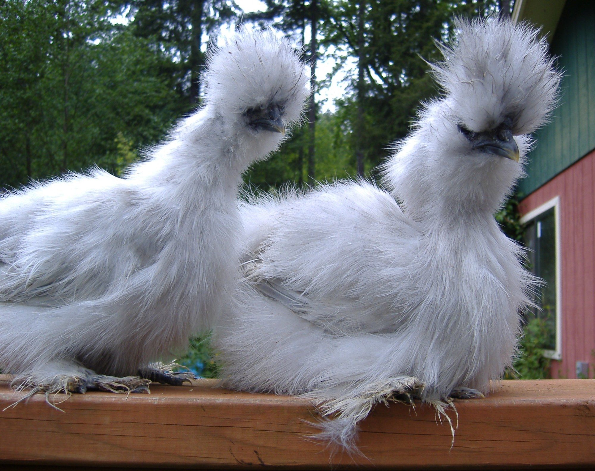 12 Lavender Project Pen Silkie Eggs Catdance Silkies Backyard Chickens Learn How To Raise