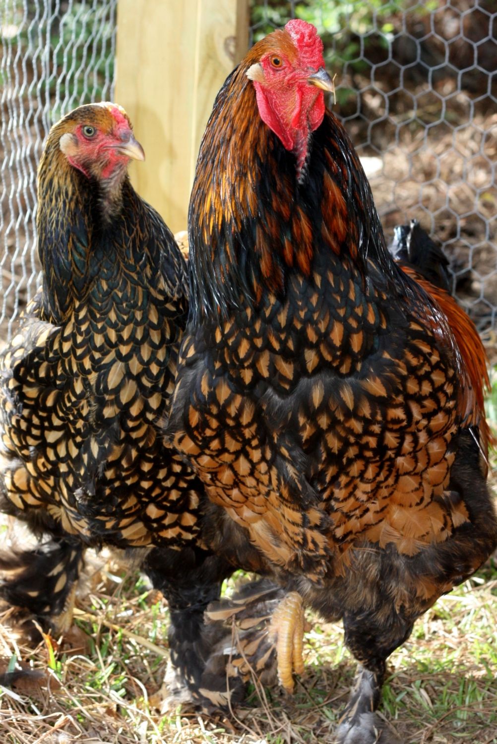 https://www.backyardchickens.com/image/id/6786536/width/467/height/700