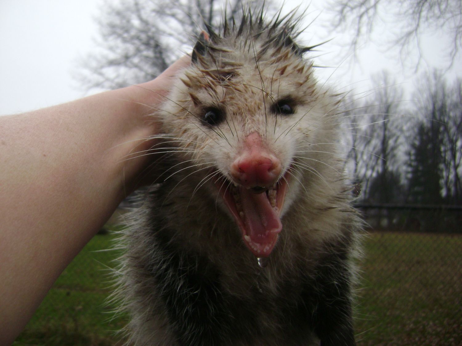 Possum BackYard Chickens