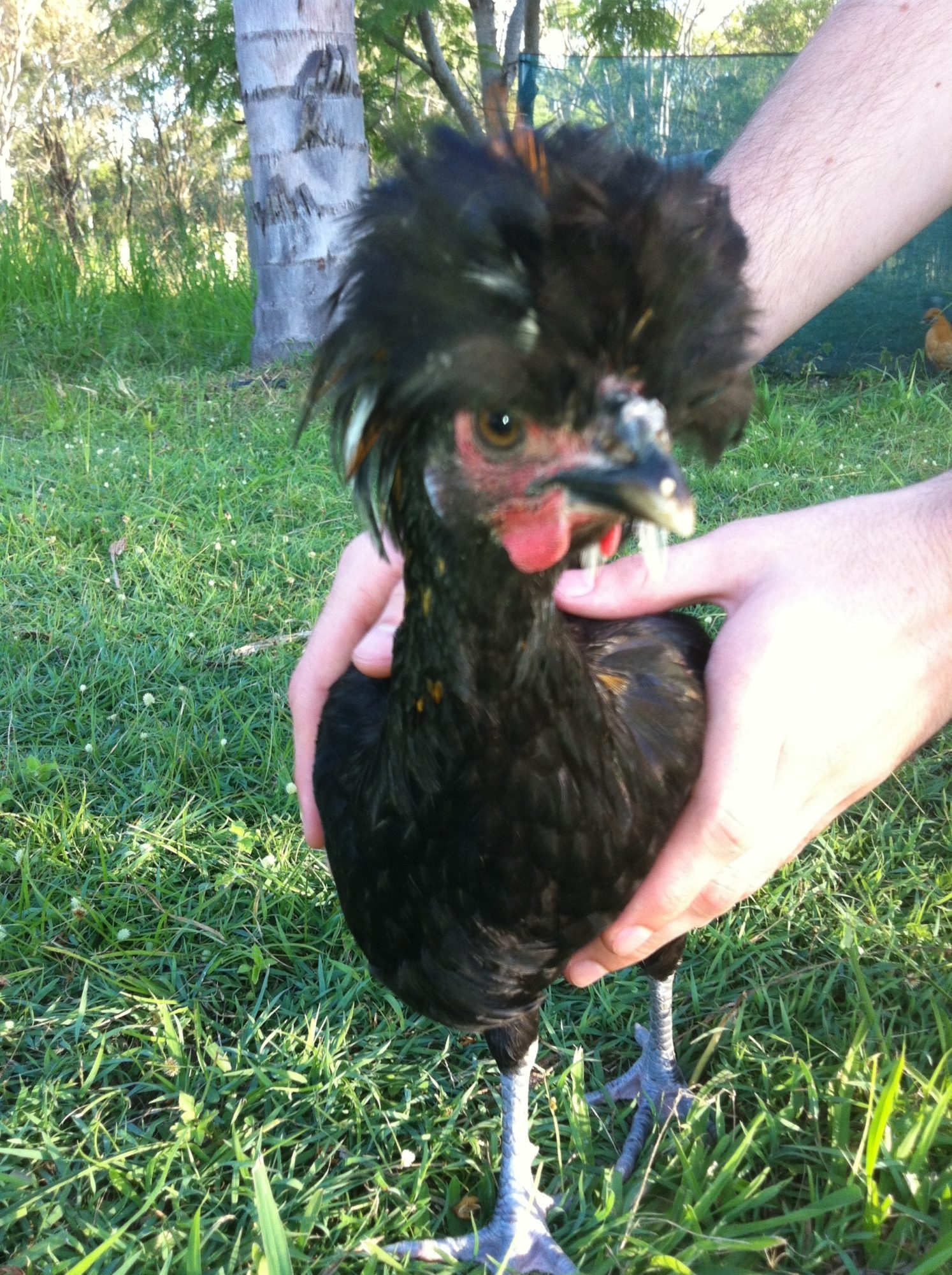 POLISH CHICKENSMALE OR FEMALE? BackYard Chickens Learn How to Raise Chickens