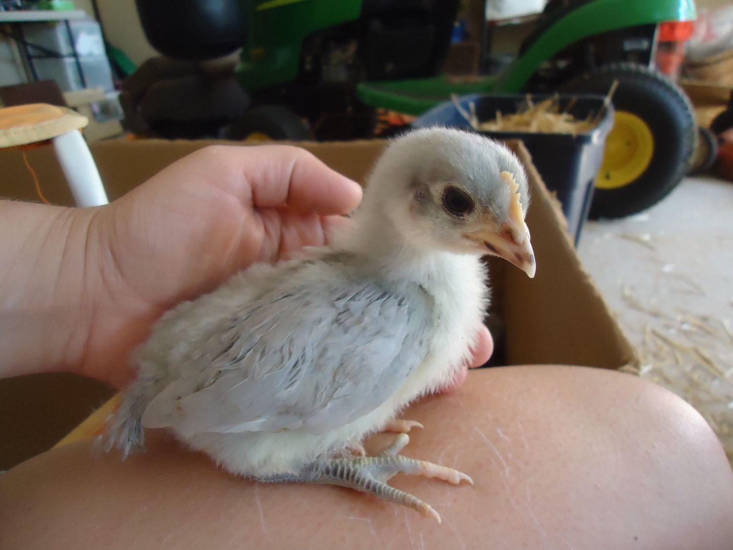 Sexing 3 week old chicks? * PICTURE HEAVY*  BackYard Chickens - Learn How  to Raise Chickens
