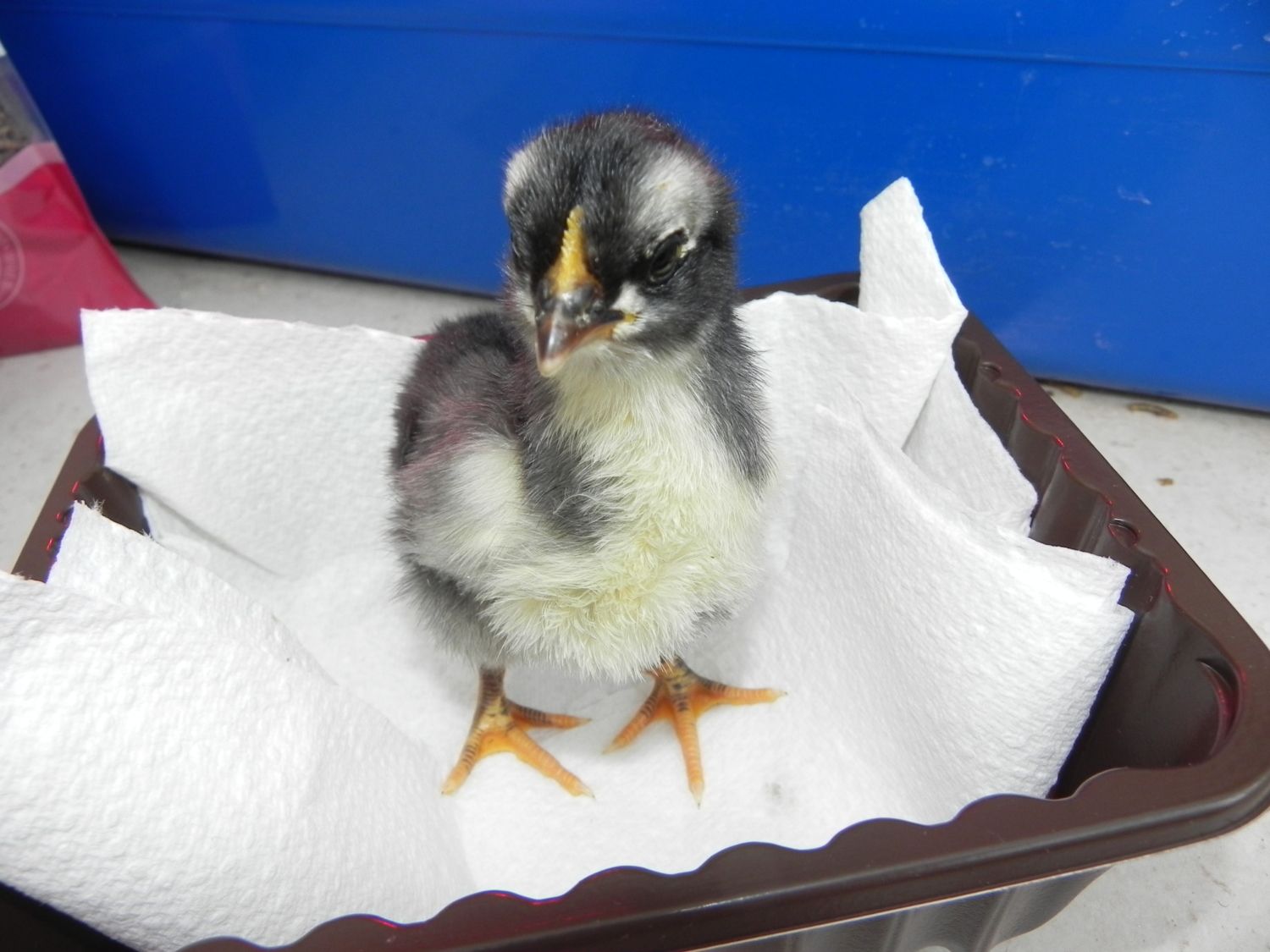 Mystery Chick From A Blue Green Egg Uk Backyard Chickens