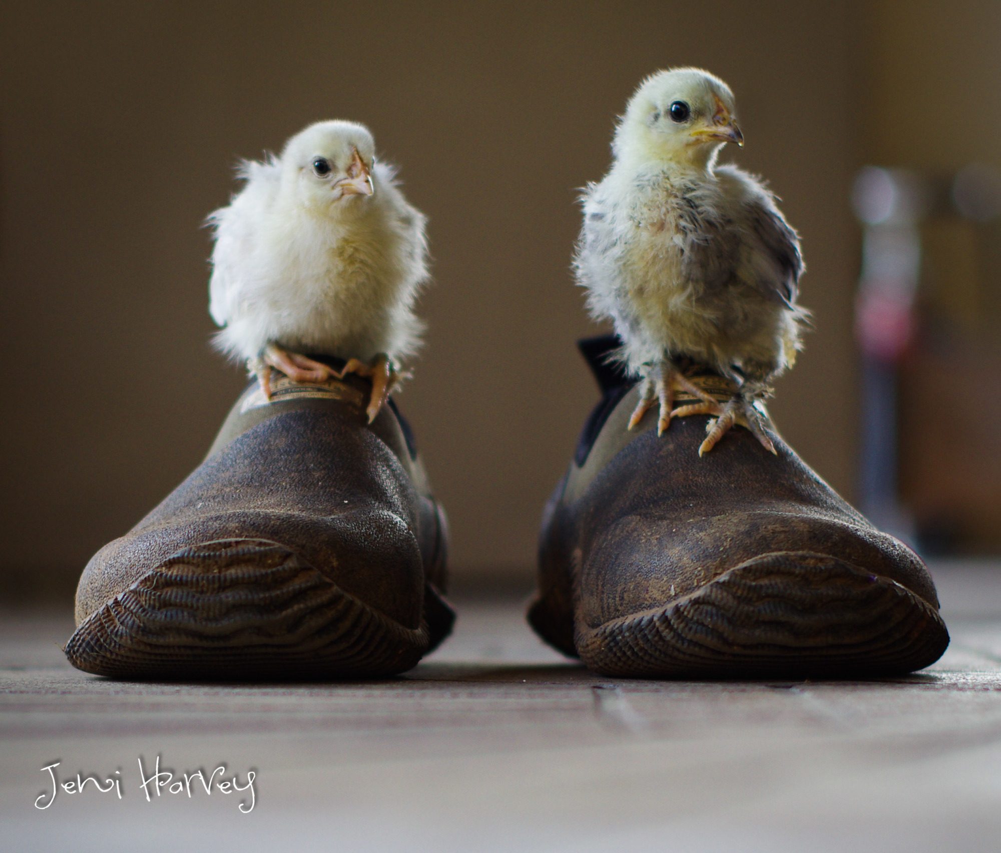 Chicken Shoes | BackYard Chickens - Learn How to Raise Chickens